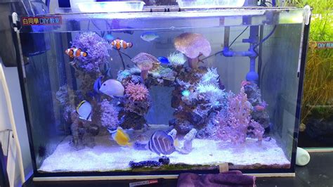 2尺缸可以養幾隻金魚|[閒聊] 魚缸到底可以養多少魚